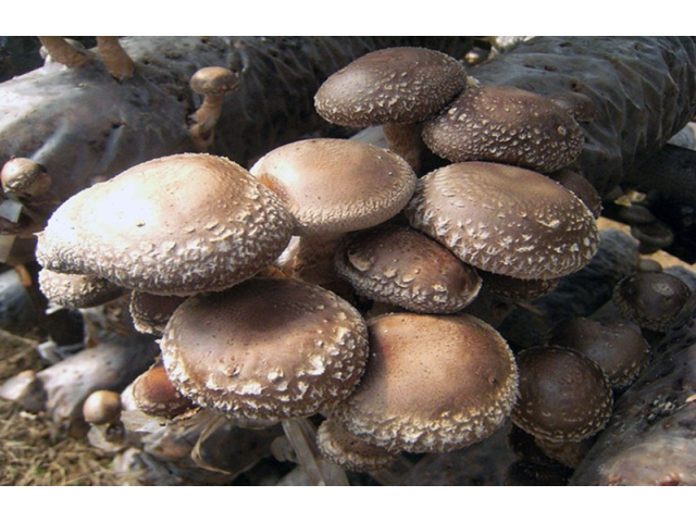 Мицелий Шиитаке штамм ТЛ-4080 (Lentinula edodes)